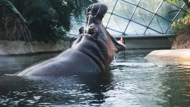 berlin-zoo