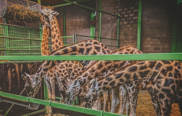 belfast-zoo