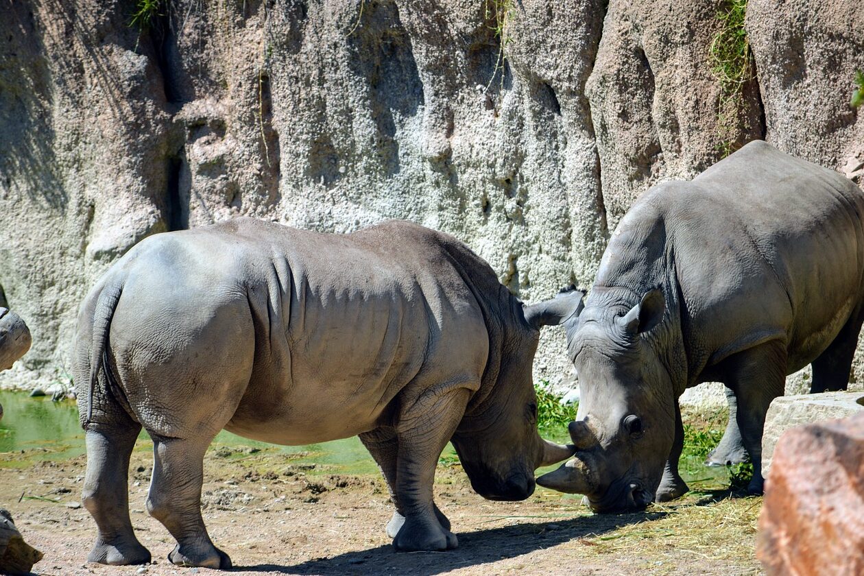 turin-zoo