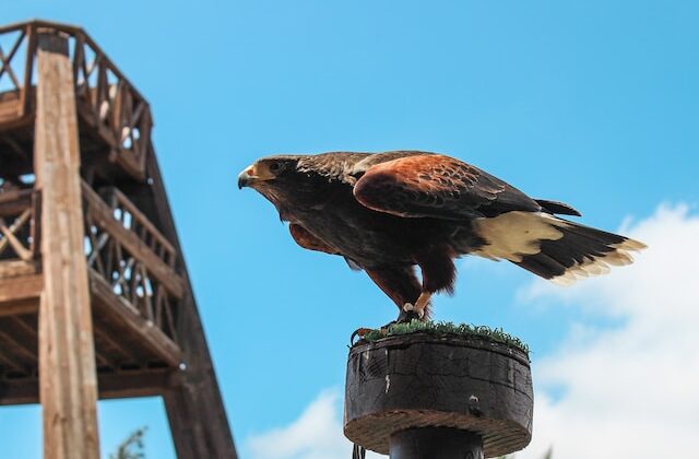 oasis-wildlife-park
