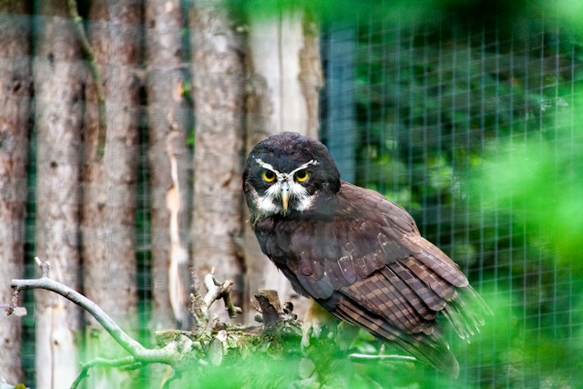 robin-zoo