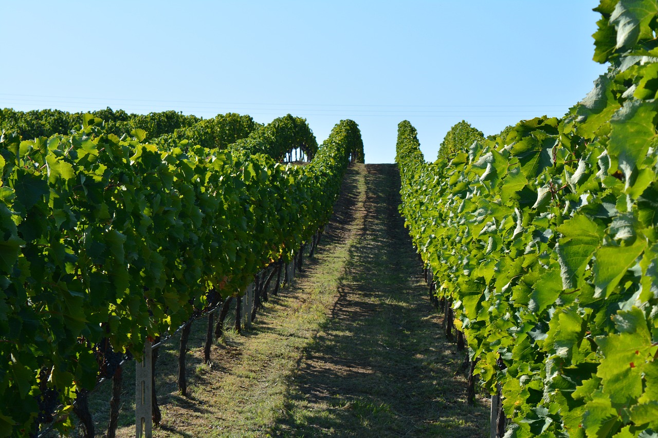 vineyard