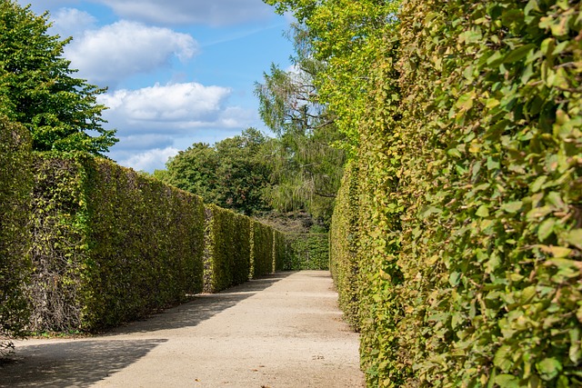 hedge-maze