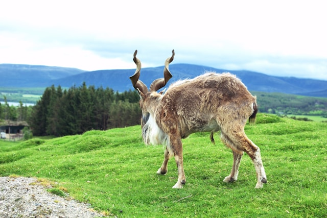 highland-wildlife-park
