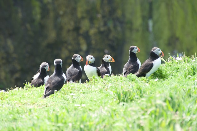 skomer-island