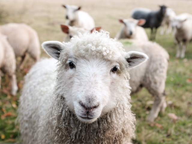 wales-sheep