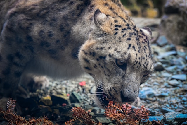 dublin-zoo