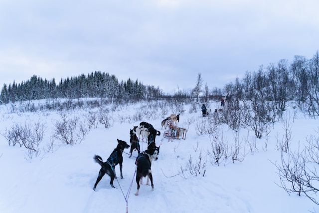 huskey-norway