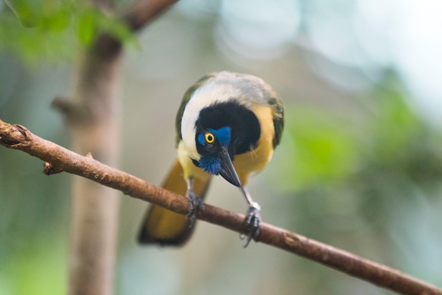 gothenburg-universeum