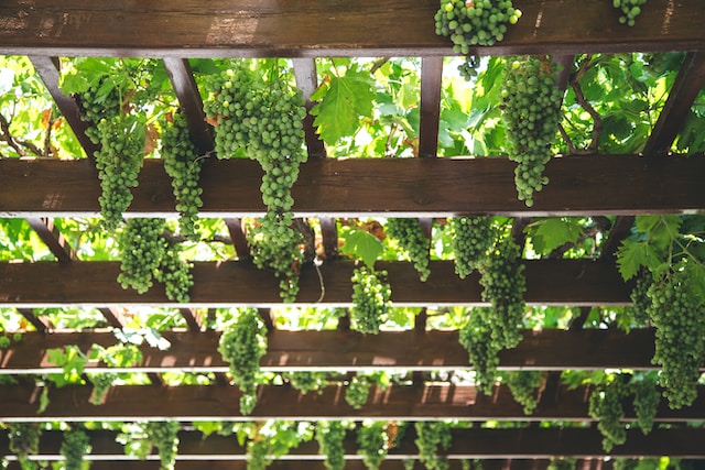 wine-tour