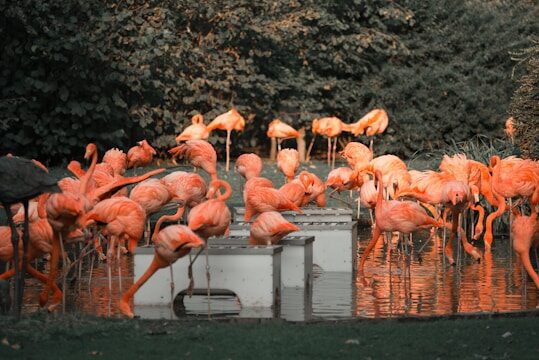 riga-zoo