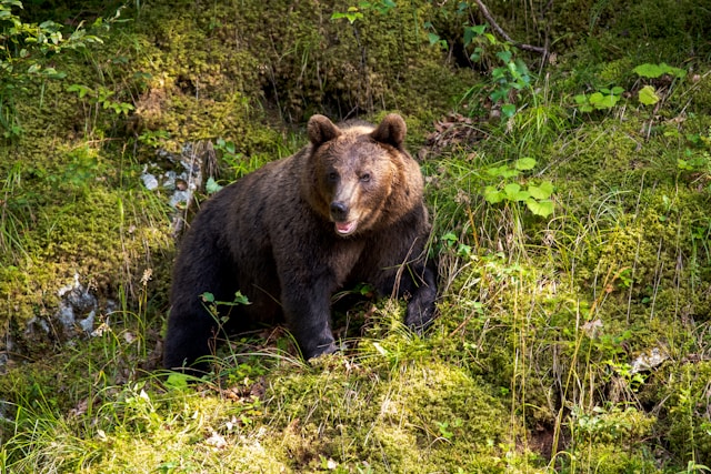 romania-bear