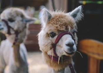 alpacas