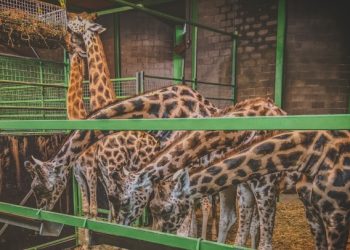 belfast-zoo