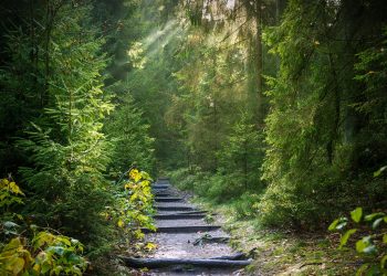 belgrad-forest