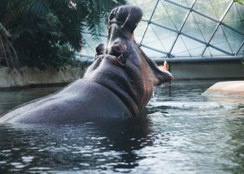 berlin-zoo