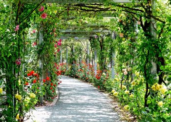bute-gardens