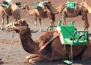 camel-lanzarote