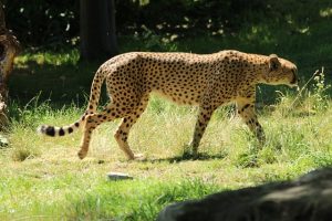 cheetah