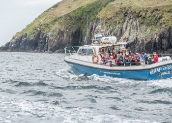 dolphin-watching