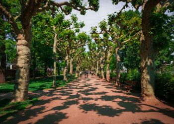 frankfurt-city-park