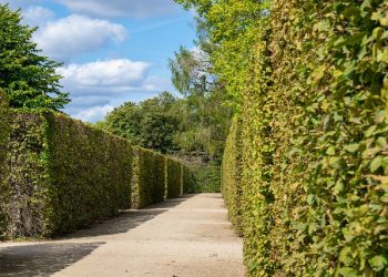 hedge-maze