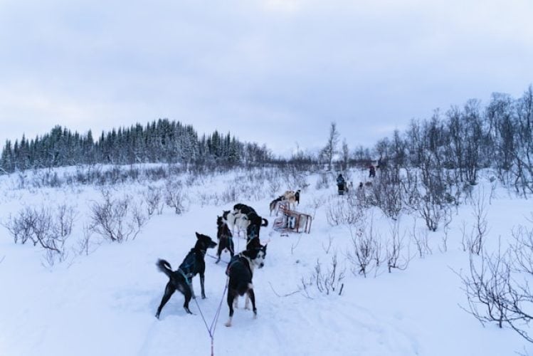 huskey-norway