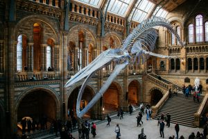 natural-history-museum