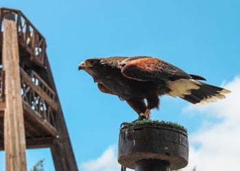 oasis-wildlife-park