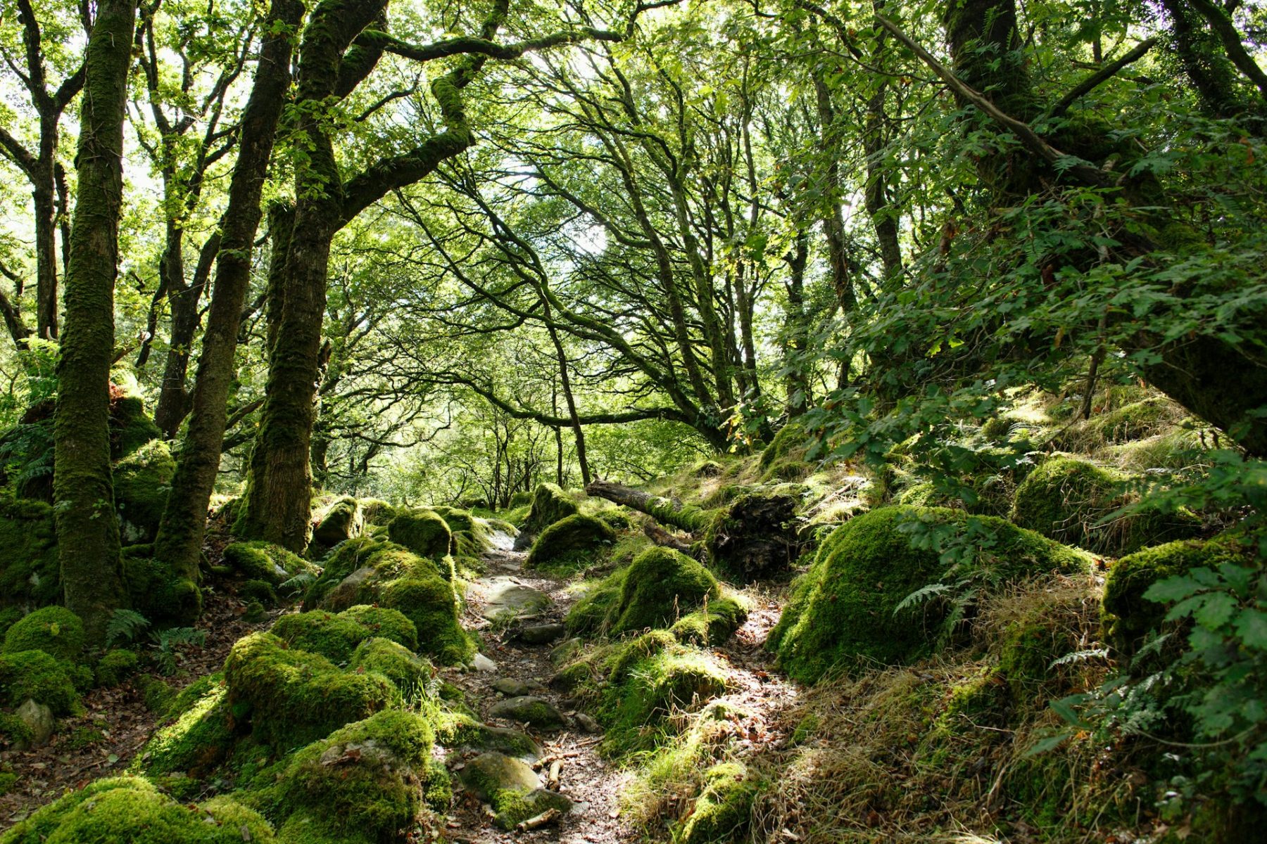 pembrokeshire-woodland-hike