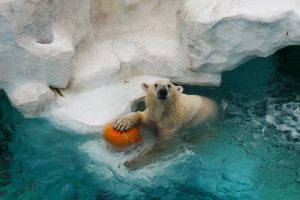polar-bear