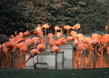 riga-zoo