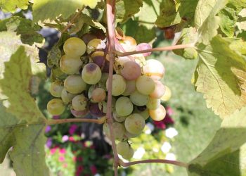 sicily-grapes