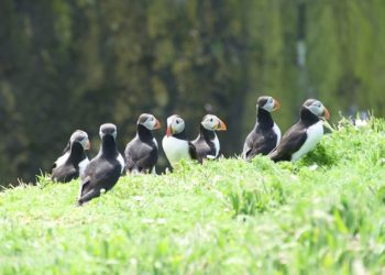 skomer-island