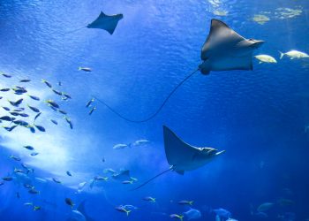 sting-ray