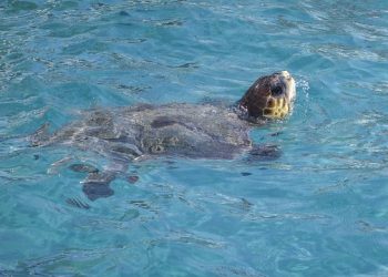 tortoise