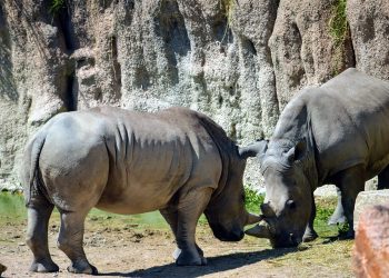 turin-zoo