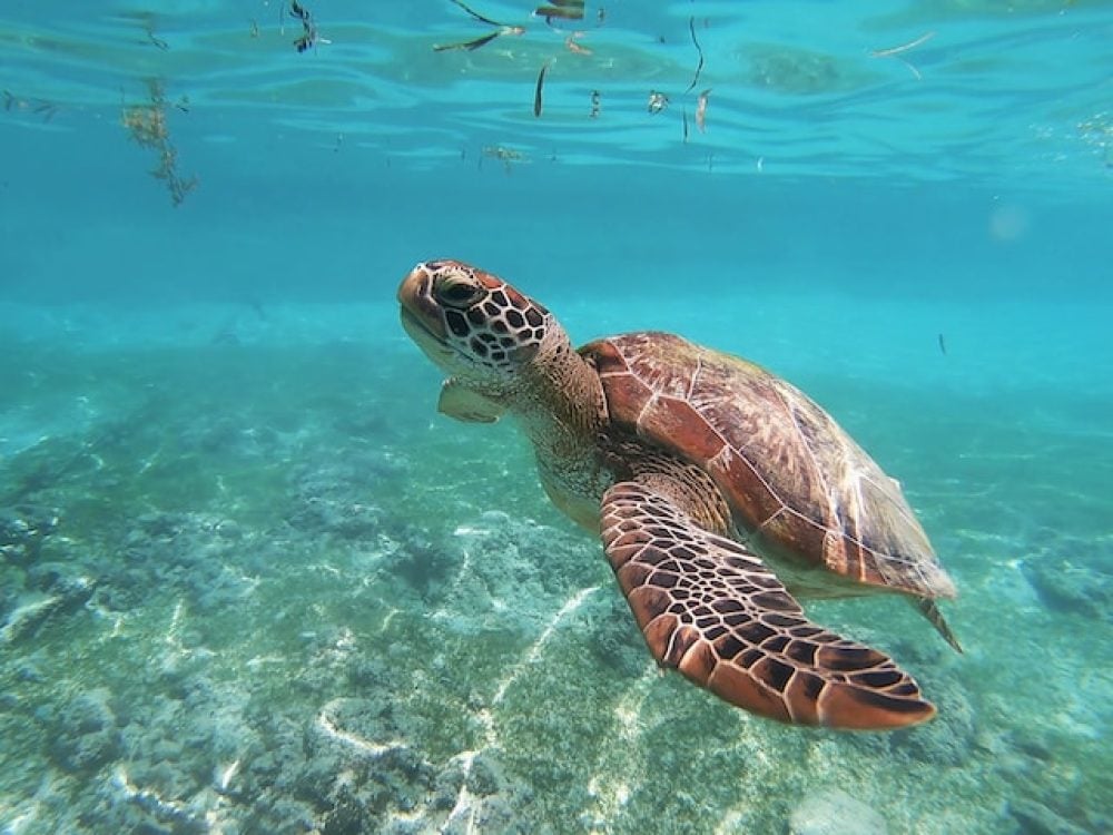 turtle