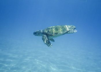turtle