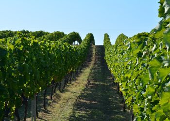 vineyard