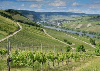 vineyard-stock