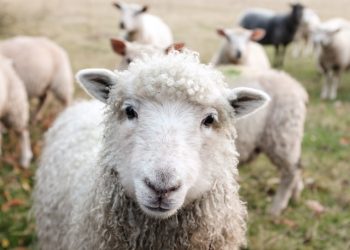 wales-sheep