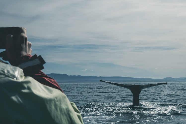 whal-watching-iceland