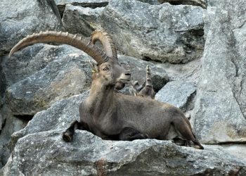 zoo-stock-innsbruck